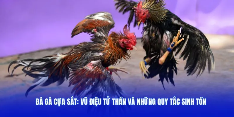 Đá Gà Cựa Sắt – Vũ Điệu Tử Thần Và Những Quy Tắc Sinh Tồn -  ()